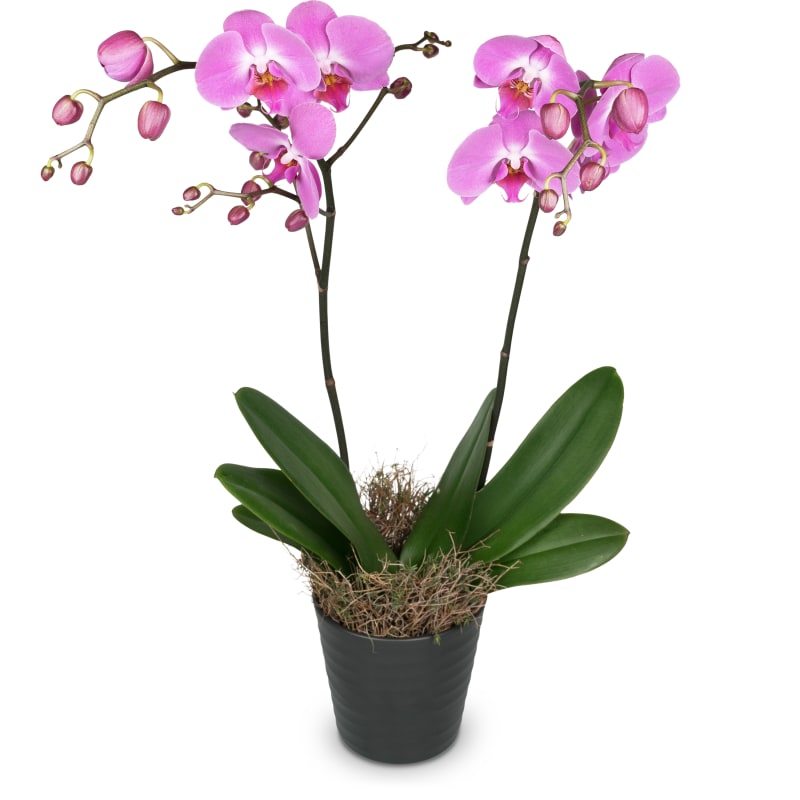 Ordina “Orchidea rosa”